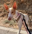 2jul26 Curro10