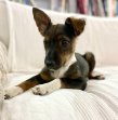 Olaf als pup januari 2024