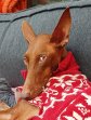 Saul 08-03-2026