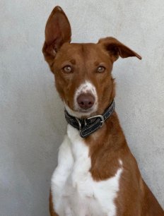 27aug26 Laika6