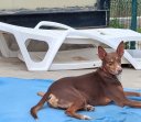 Update Chocolate 22-7-2026 (2)