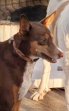 Update Chocolate 22-7-2026 (3)