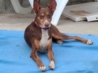 Update Chocolate 22-7-2026 (5)