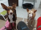 Update Chocolate 22-7-2026 (6)