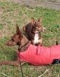 Update Chocolate 22-7-2026 (7)