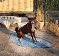 Update Chocolate 22-7-2026