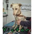 5feb26 Victor7