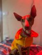 Dobby 7