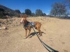 Update Dobby 10 april 2026 (2)