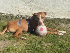 Update Dobby 10 april 2026 (3)