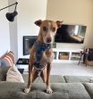 Update Dobby 10 april 2026 (4)