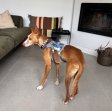 Update Dobby 10 april 2026 (6)