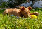 update Rogan Josh 08 april 2026 (3)