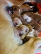 30maa26 C-pups1