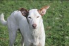 Clark (en Sandro)