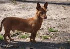 Rato 4