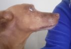Rato 6