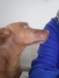 Rato (9)