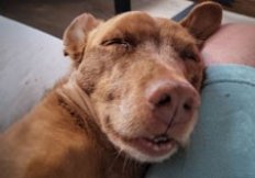 Rato