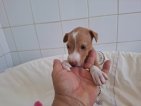 Nugget jun26