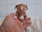 Nugget jun26