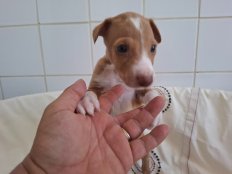 Nugget jun26