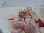 Nugget jun26