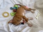 Nugget jun26