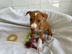 Nugget jun26