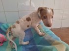 Toffee jun26
