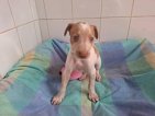 Toffee jun26