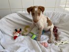 Toffee jun26