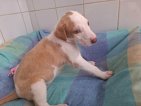 Peanut jun26