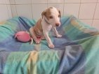 Peanut jun26