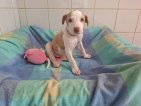 Peanut jun26