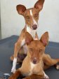 17jun26 Chilifox1