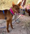 5jun26 Chilifox1.2