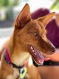 5jun26 Chilifox5