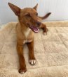 Chilifox