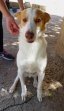 1jul26 Pongo1