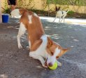 1jul26 Pongo3