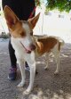 1jul26 Pongo4