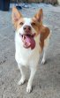 1jul26 Pongo5