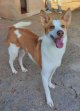 1jul26 Pongo7