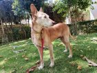 9jul26 Merlín45