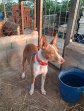 Lola