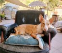 Lola aug26