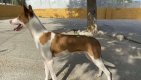 Jazz (8)