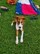 Rocco 17