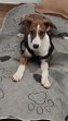 Rocco (1)